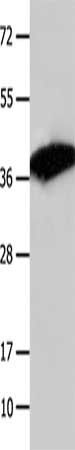 COPS5 Antibody