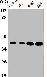 COPS5 Antibody