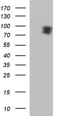 COPS6 Antibody