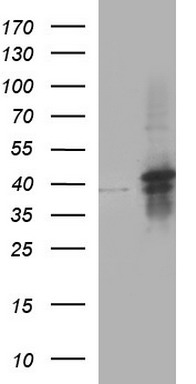 COPS6 Antibody