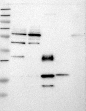 COPS6 Antibody