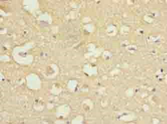 COPZ1 Antibody