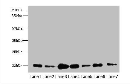 COPZ1 Antibody