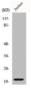 COPZ1 Antibody