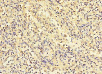 COQ4 Antibody