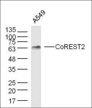 CoREST2 Rabbit Polyclonal Antibody
