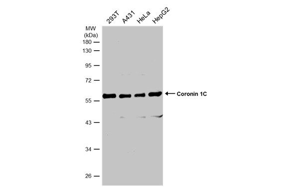 Coronin 1C Rabbit Polyclonal Antibody