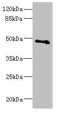 COX10 Antibody