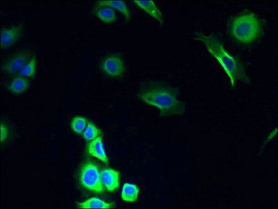 COX11 Antibody