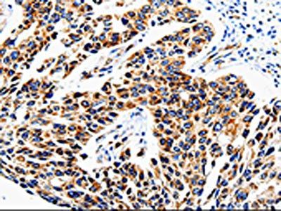 COX16 Antibody