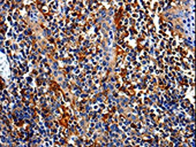 COX16 Antibody