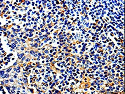 COX16 Antibody