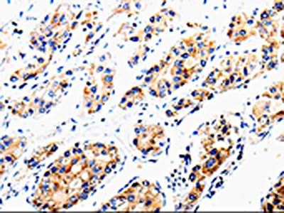 COX16 Antibody