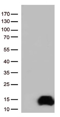 COX17 Antibody