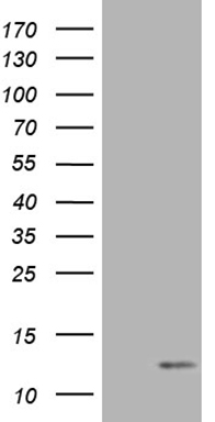 COX17 Antibody