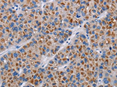 COX18 Antibody