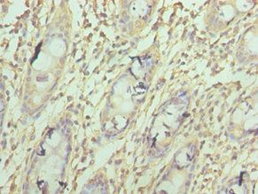 COX4I1 Antibody
