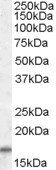 COX4I2 Antibody