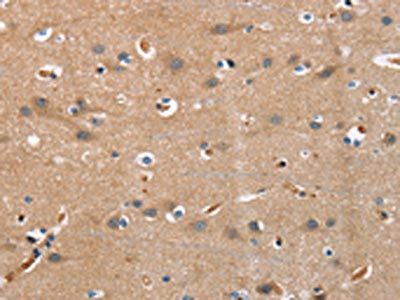 COX5A Antibody