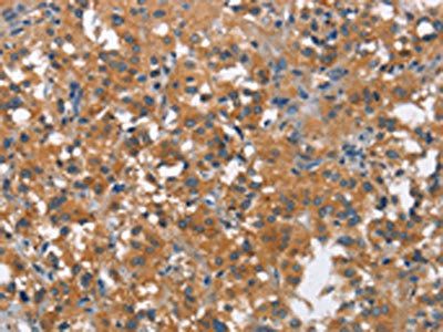COX5A Antibody