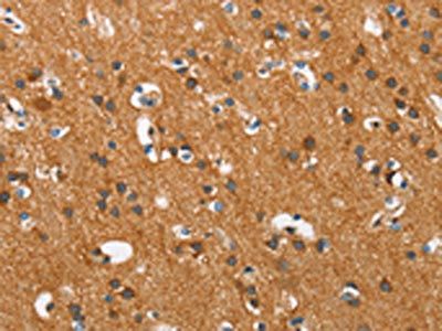 COX5A Antibody