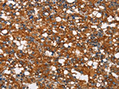 COX5A Antibody