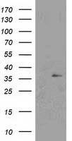 COX6A1 Antibody