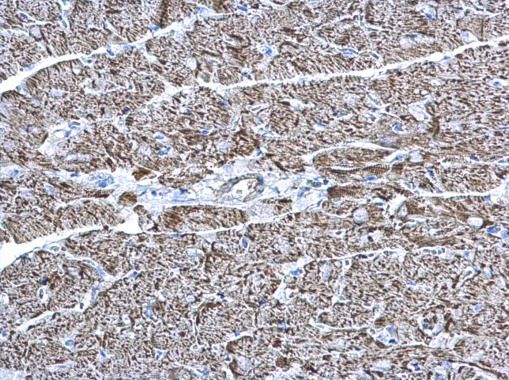COX6A2 Rabbit Polyclonal Antibody