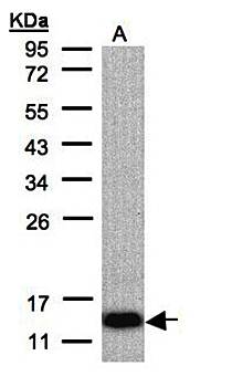 cytochrome c oxidase subunit VIa polypeptide 2 precursor antibody