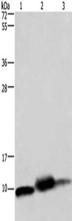 COX6B1 Antibody