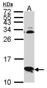 cytochrome c oxidase subunit 6B1 Antibody