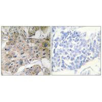 COX7A2P2 Antibody