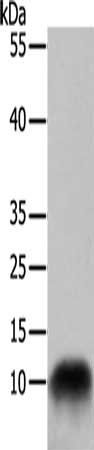COX7B Antibody