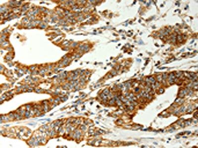 COX7B Antibody
