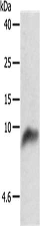 COX7B Antibody