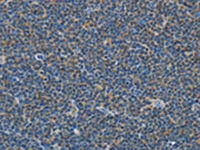 COX7B2 Antibody