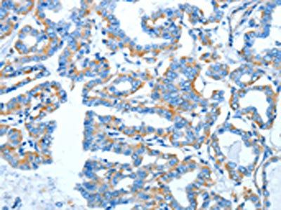 COX7B2 Antibody
