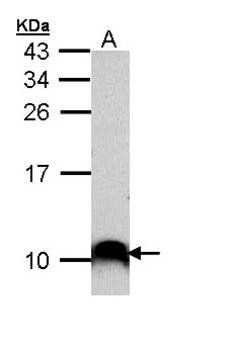cytochrome c oxidase subunit VIIb2 precursor antibody