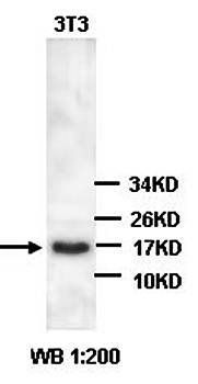 COX iv Rabbit Polyclonal Antibody