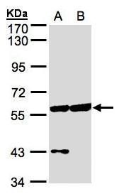 Copine 3 Rabbit Polyclonal Antibody