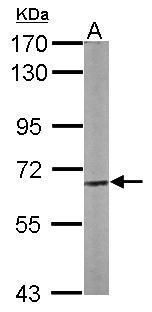 Copine 3 Rabbit Polyclonal Antibody