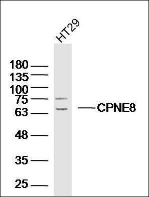 CPNE8 Rabbit Polyclonal Antibody