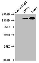 CPS1 Antibody