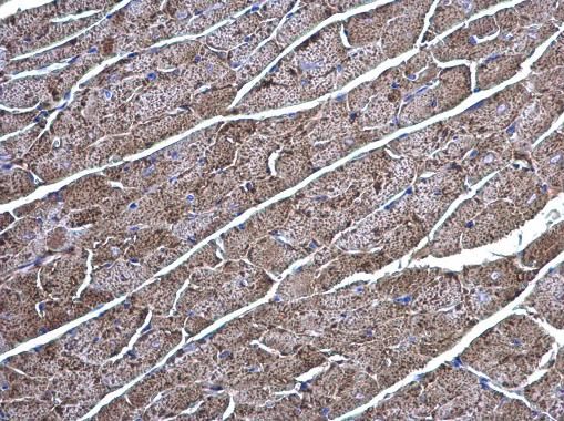 Creatine kinase Rabbit Polyclonal Antibody