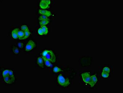 CKMT1A Antibody