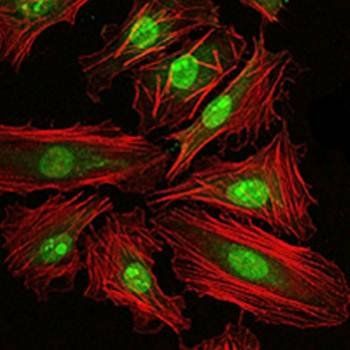 CREB1 Antibody