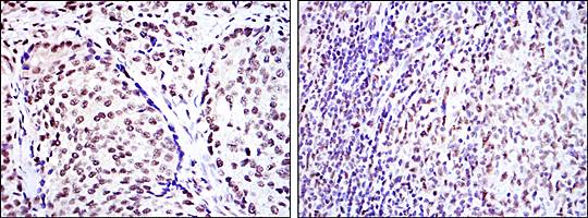CREB1 Antibody