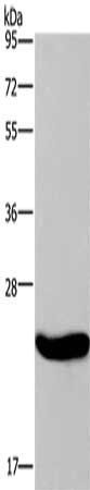 CRH Antibody