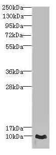 CRIP1 Antibody