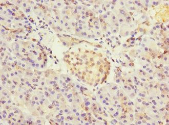 CRIP2 Antibody